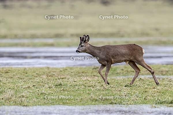 Roe deer (Capreolus capreolus), Lower Saxony, Germany [IBR124153344]