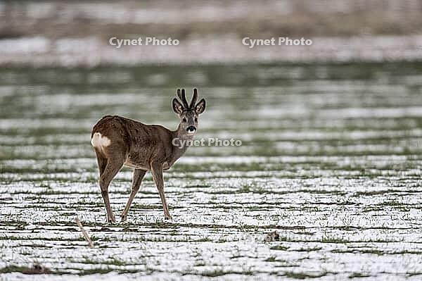 Roe deer (Capreolus capreolus), Lower Saxony, Germany [IBR124153345]