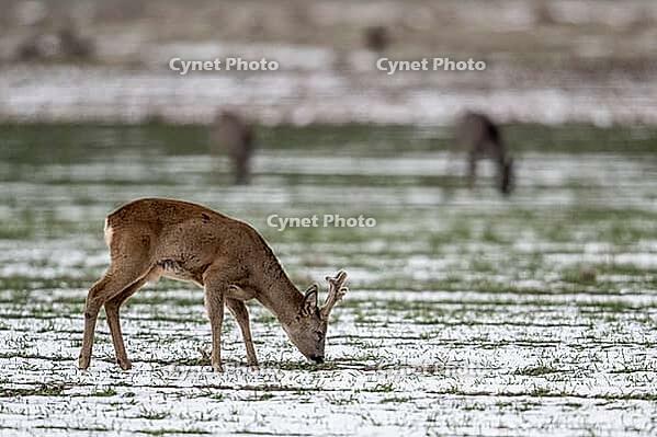Roe deer (Capreolus capreolus), Lower Saxony, Germany [IBR124153346]