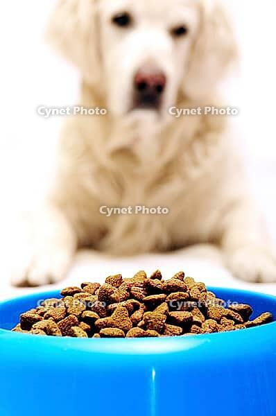 Golden retriever dog in front of his bowl with pet food [IBR124192773]