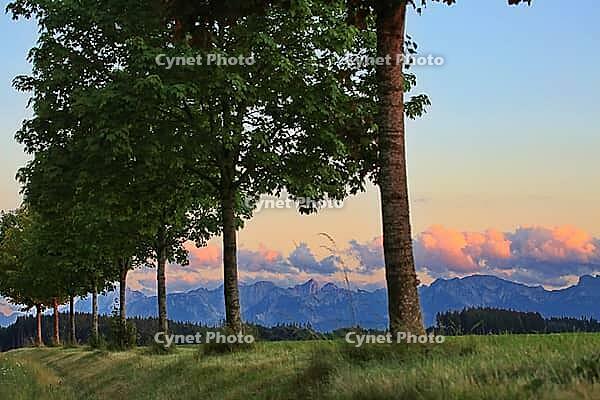 This atmospheric photo captures the peace and quiet of a Bavarian Alpine foothills at dusk. In the foreground, an asphalted road with border posts winds through the picture. A series of evenly grown deciduous trees line the rolling grass hill and forms a  [IBR124192779]