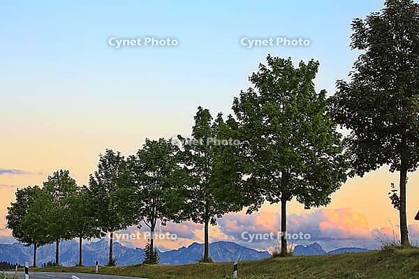 This atmospheric photo captures the peace and quiet of a Bavarian Alpine foothills at dusk. In the foreground, an asphalted road with border posts winds through the picture. A series of evenly grown deciduous trees line the rolling grass hill and forms a  [IBR124192780]
