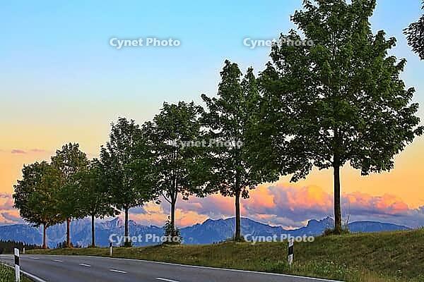This atmospheric photo captures the peace and quiet of a Bavarian Alpine foothills at dusk. In the foreground, an asphalted road with border posts winds through the picture. A series of evenly grown deciduous trees line the rolling grass hill and forms a  [IBR124192782]