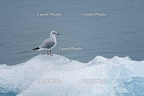 Seagull on an iceberg, Jökulsárlón, South Iceland, Iceland [IBR124192797]