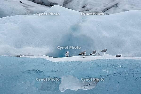 Seagulls on an iceberg, Jökulsárlón, South Iceland, Iceland [IBR124192798]