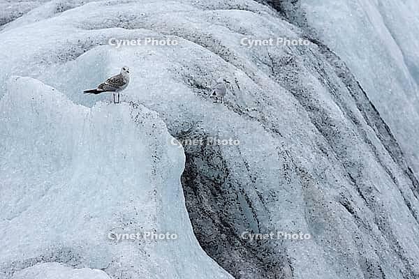 Seagull on an iceberg, Jökulsárlón, South Iceland, Iceland [IBR124192810]