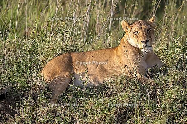 Lion (Panthera leo), morning light, Serengeti National Park, Tanzania [IBR124200511]