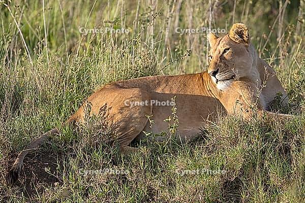 Lion (Panthera leo), morning light, Serengeti National Park, Tanzania [IBR124200512]