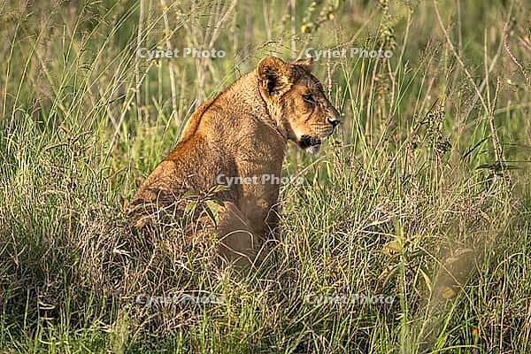 Lion (Panthera leo), morning light, Serengeti National Park, Tanzania [IBR124200513]