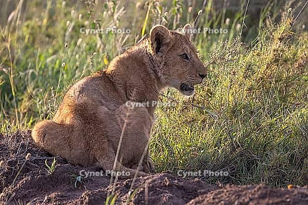Lion (Panthera leo), young, juvenile, Serengeti National Park, Tanzania [IBR124200514]