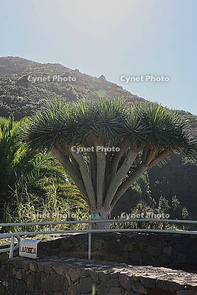 A majestic dragon tree (Dracaena draco) with a view of the Atlantic Ocean on La Palma. Bright blue sky and coastal landscape in the background - typical flora of the Canary Islands [IBR124200515]