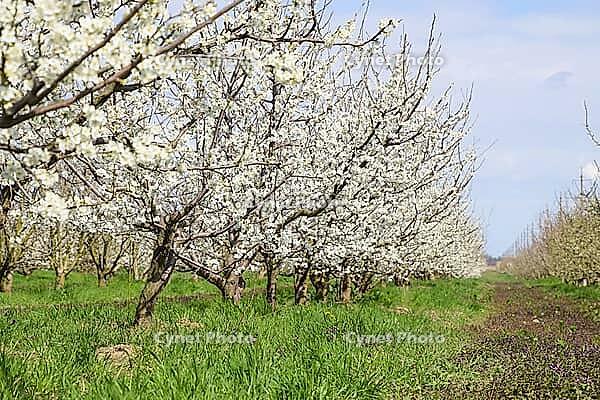 Flowering plum garden. Farm garden in spring [IBR124200544]