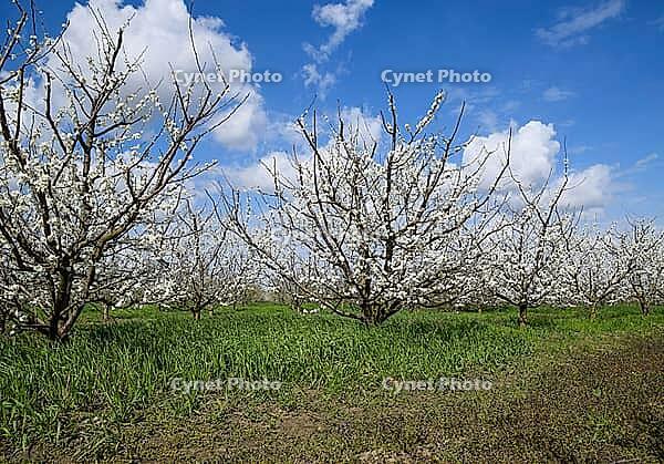 Flowering plum garden. Farm garden in spring [IBR124200545]