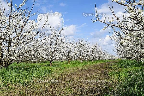 Flowering plum garden. Farm garden in spring [IBR124200546]