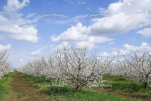Flowering plum garden. Farm garden in spring [IBR124200547]