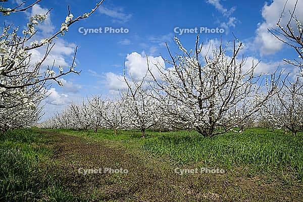 Flowering plum garden. Farm garden in spring [IBR124200548]