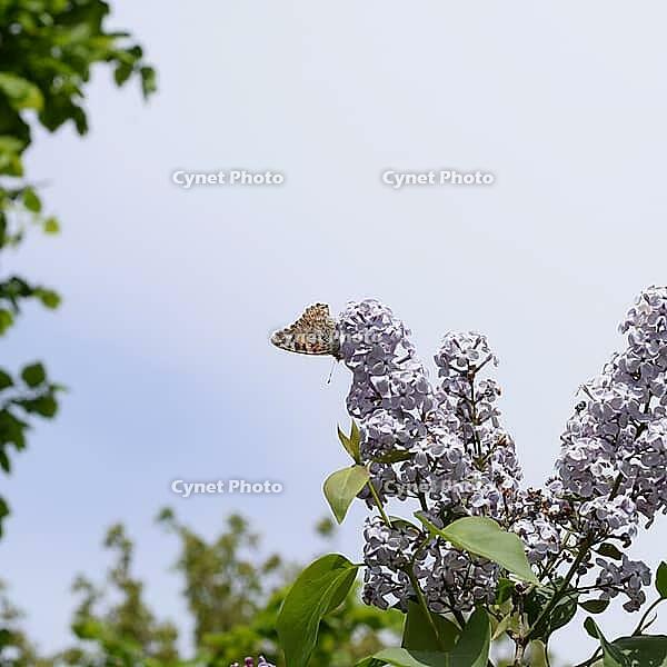 Butterfly rash on lilac colors. Insect pollinators. Butterfly urticaria [IBR124200553]