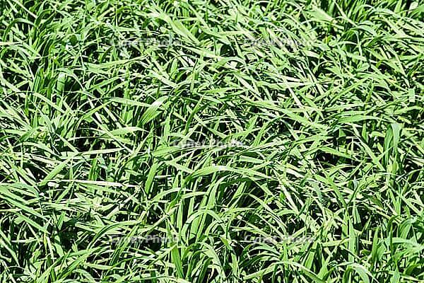 Young wheat green on the field, background texture of grass [IBR124200555]