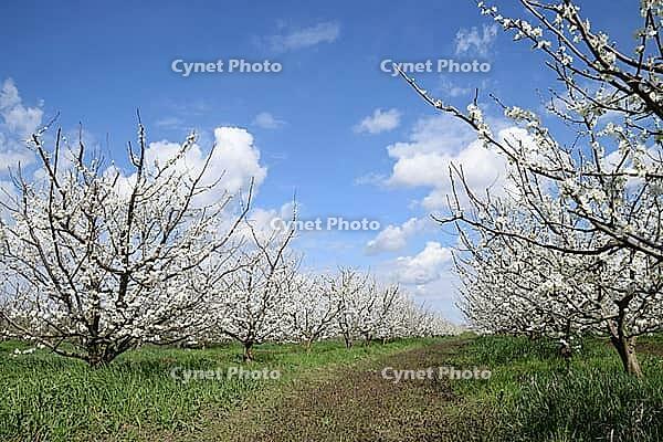 Flowering plum garden. Farm garden in spring [IBR124200556]