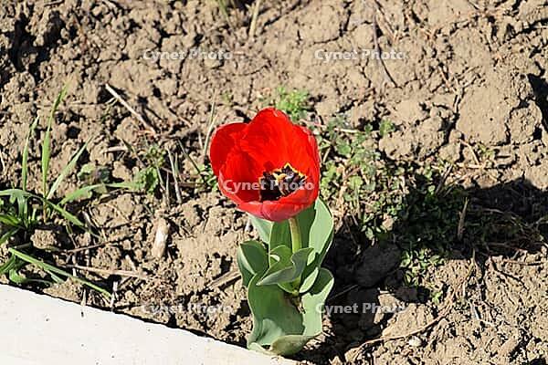 Red tulips bloom in the flowerbed. Flowering of tulips [IBR124200557]