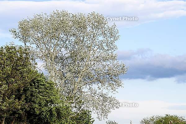 Landscape Silvery poplar and other trees against the sky [IBR124200559]