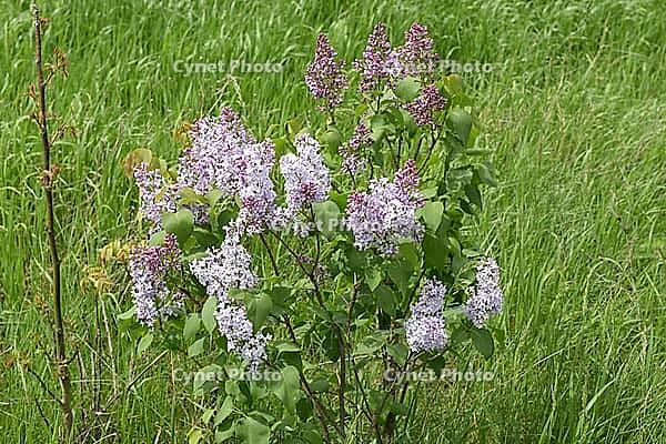 Beautiful purple lilac flowers outdoors. Lilac flowers on the branches [IBR124200560]