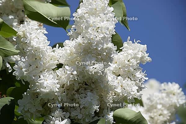 White Lilac. Beautiful purple lilac flowers outdoors. Lilac flowers on the branches [IBR124200561]