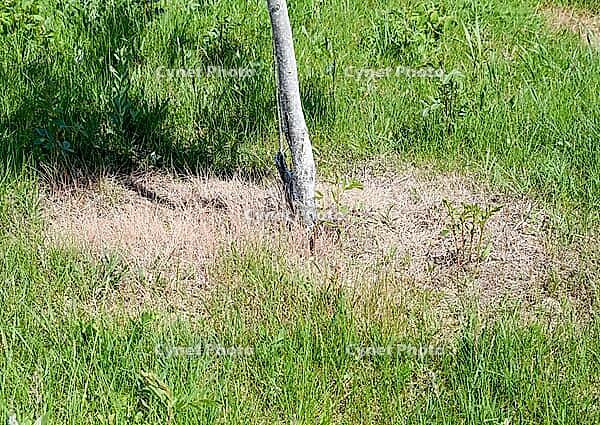 Sprouted grass around a young tree. The trunk of a young tree [IBR124200562]