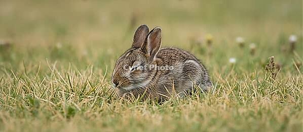 Wild gray rabbit resting in dry grass field during summer, peaceful countryside wildlife scene with natural daylight and soft background, AI generated [IBR124458831]