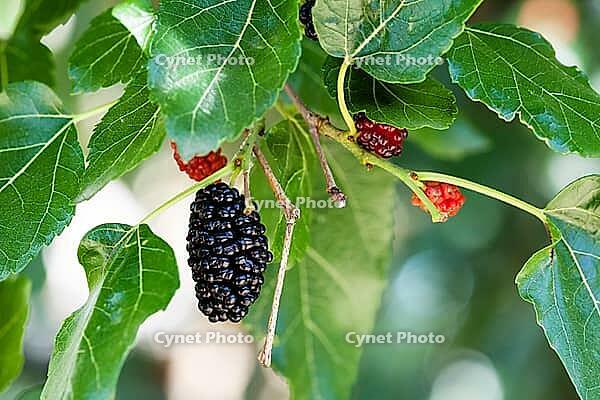 Black and red berries on the mulberry tree (blackberry, Morus nigra), close-up [IBR124458920]