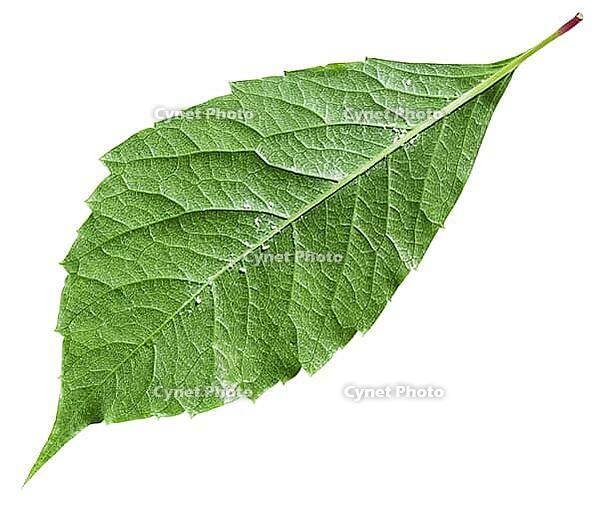 Back of the green leaf of the Parthenocissus plant (Parthenocissus quinquefolia) against a white background [IBR124458923]