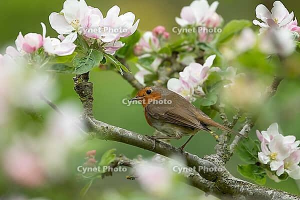 European robin (Erithacus rubecula) adult garden bird perched in a flowering apple fruit tree in spring, Suffolk, England, United Kingdom [IBR124469097]