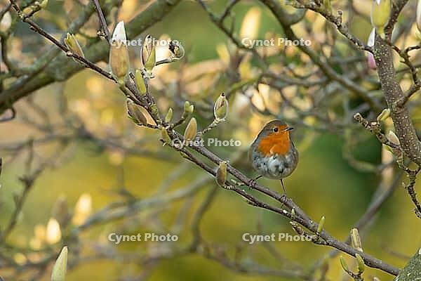 European robin (Erithacus rubecula) adult garden bird perched in a flowering Magnolia tree in spring, Suffolk, England, United Kingdom [IBR124469099]