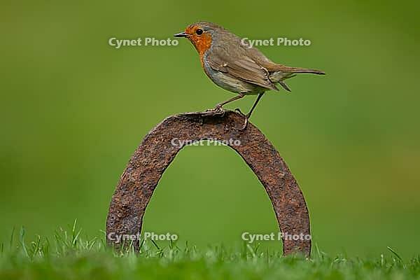 European robin (Erithacus rubecula) adult bird on a horseshoe in garden lawn, Norfolk, England, United Kingdom [IBR124469100]