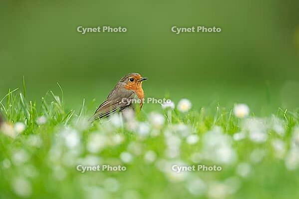 European robin (Erithacus rubecula) adult bird on a garden grass lawn with flowering daisies, Suffolk, England, United Kingdom [IBR124469101]