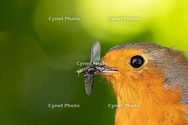 European robin (Erithacus rubecula) adult bird with insects for food in its beak, Suffolk, England, United Kingdom [IBR124469102]