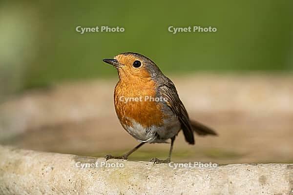 European robin (Erithacus rubecula) adult bird on a garden bird bath, Suffolk, England, United Kingdom [IBR124469103]