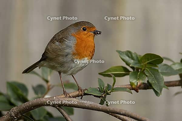 European robin (Erithacus rubecula) adult garden bird with insects for food in its beak, Suffolk, England, United Kingdom [IBR124469104]
