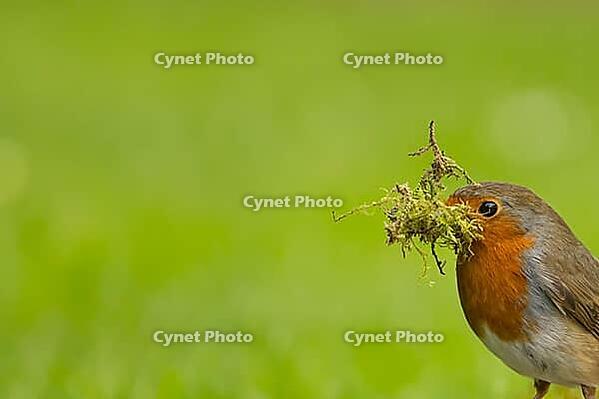European robin (Erithacus rubecula) adult garden bird with nesting material in its beak in spring, Suffolk, England, United Kingdom [IBR124469105]