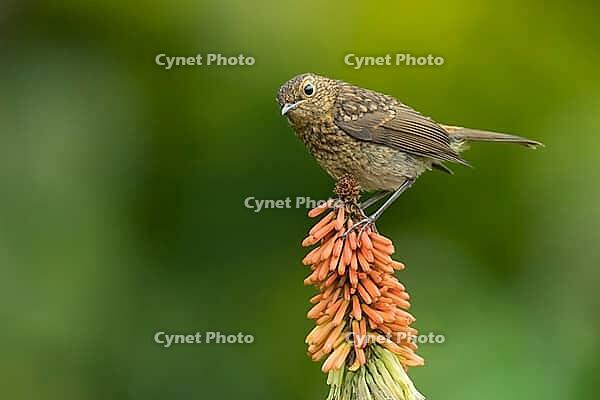 European robin (Erithacus rubecula) juvenile garden bird perched on a Red hot poker flower in summer, Suffolk, England, United Kingdom [IBR124469106]