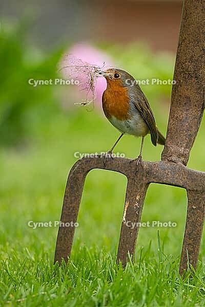 European robin (Erithacus rubecula) adult bird with nesting material in its beak on a garden fork in spring, Suffolk, England, United Kingdom [IBR124469107]