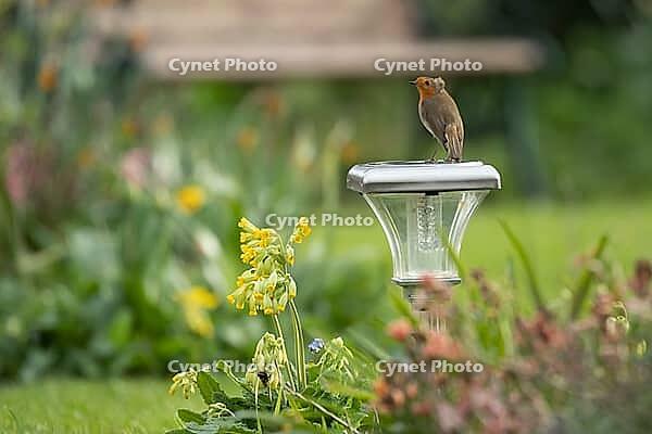 European robin (Erithacus rubecula) adult garden bird on a light in spring, Suffolk, England, United Kingdom [IBR124469108]