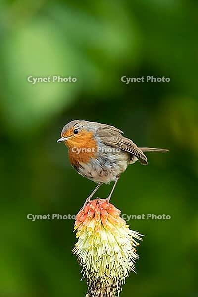 European robin (Erithacus rubecula) adult garden bird perched on a Red hot poker flower in summer, Suffolk, England, United Kingdom [IBR124469109]