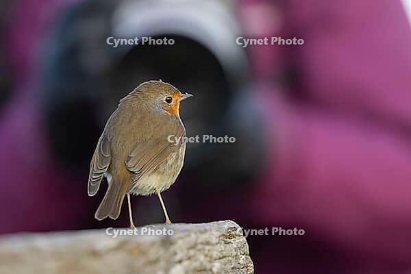 European robin (Erithacus rubecula) adult garden bird seemingly posing in front of a camera, Norfolk, England, United Kingdom [IBR124469110]