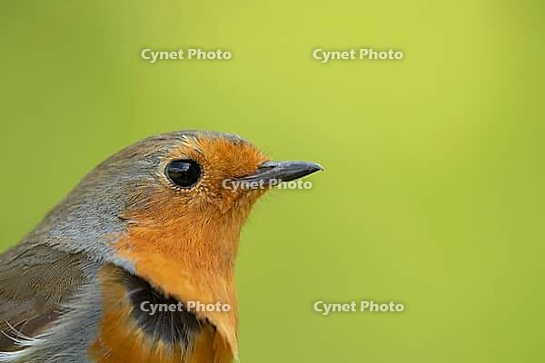European robin (Erithacus rubecula) adult garden bird head portrait, Suffolk, England, United Kingdom [IBR124469111]