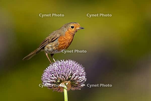 European robin (Erithacus rubecula) adult garden bird on a Allium flower in spring, Suffolk, England, United Kingdom [IBR124469112]