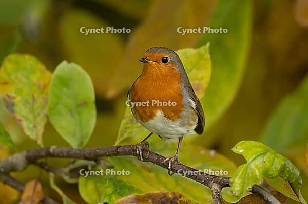 European robin (Erithacus rubecula) adult garden bird amongst autumn leaves of a garden Magnolia tree, Suffolk, England, United Kingdom [IBR124469116]
