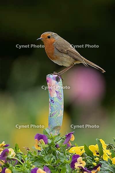 European robin (Erithacus rubecula) adult garden bird on a trowl handle in a plant pot with pansy and viola flowers in spring, Suffolk, England, United Kingdom [IBR124469117]