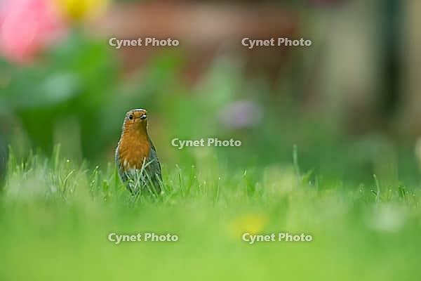 European robin (Erithacus rubecula) adult garden bird on grass lawn, Suffolk, England, United Kingdom [IBR124469119]