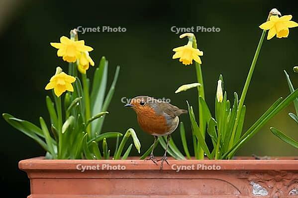 European robin (Erithacus rubecula) adult garden bird on a plant pot with daffodil flowers in spring, Suffolk, England, United Kingdom [IBR124469120]